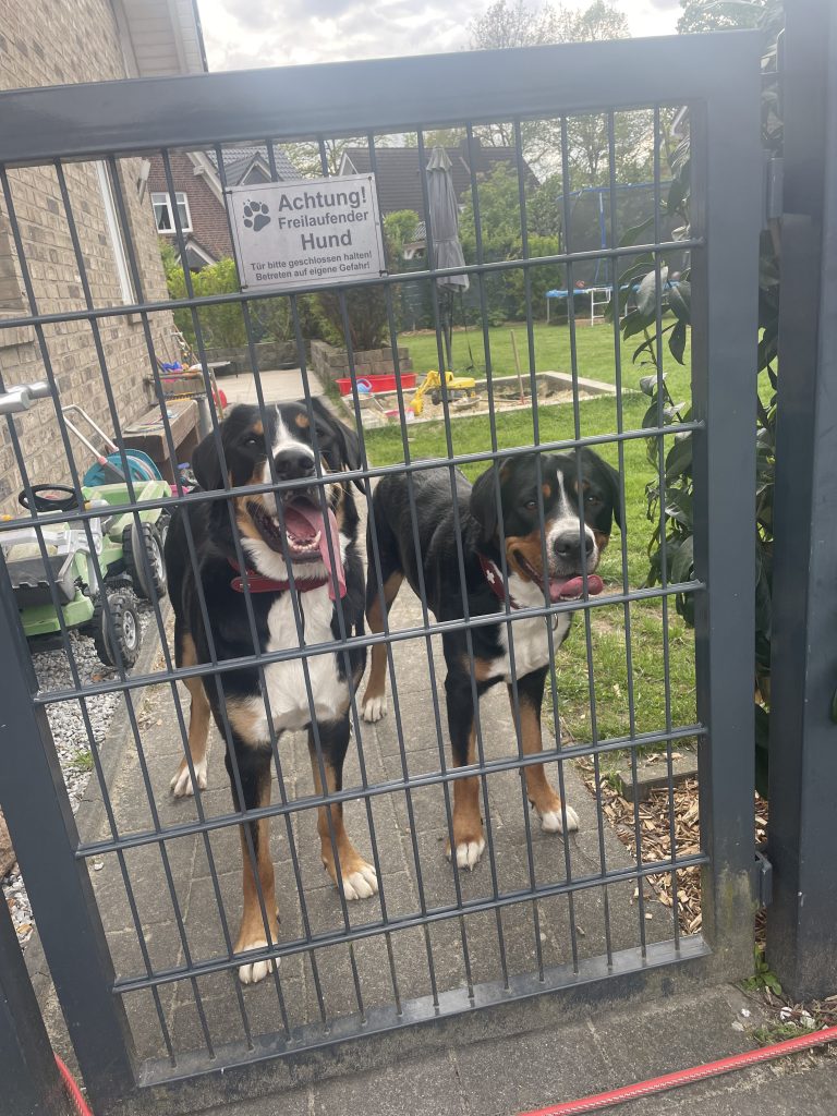 Doglove