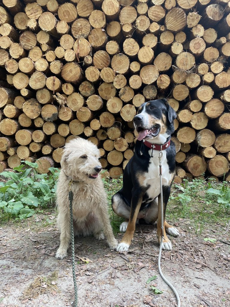 Hund